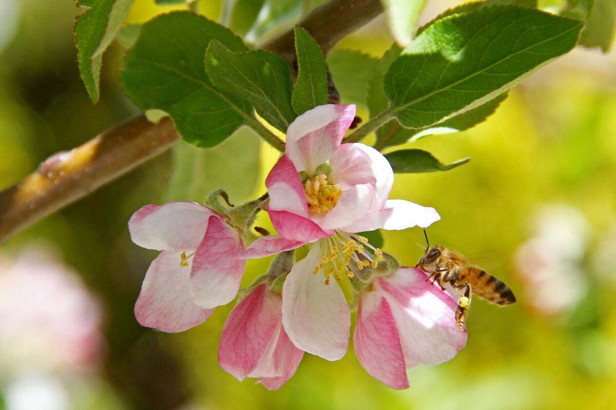 Inicia la temporada de primavera