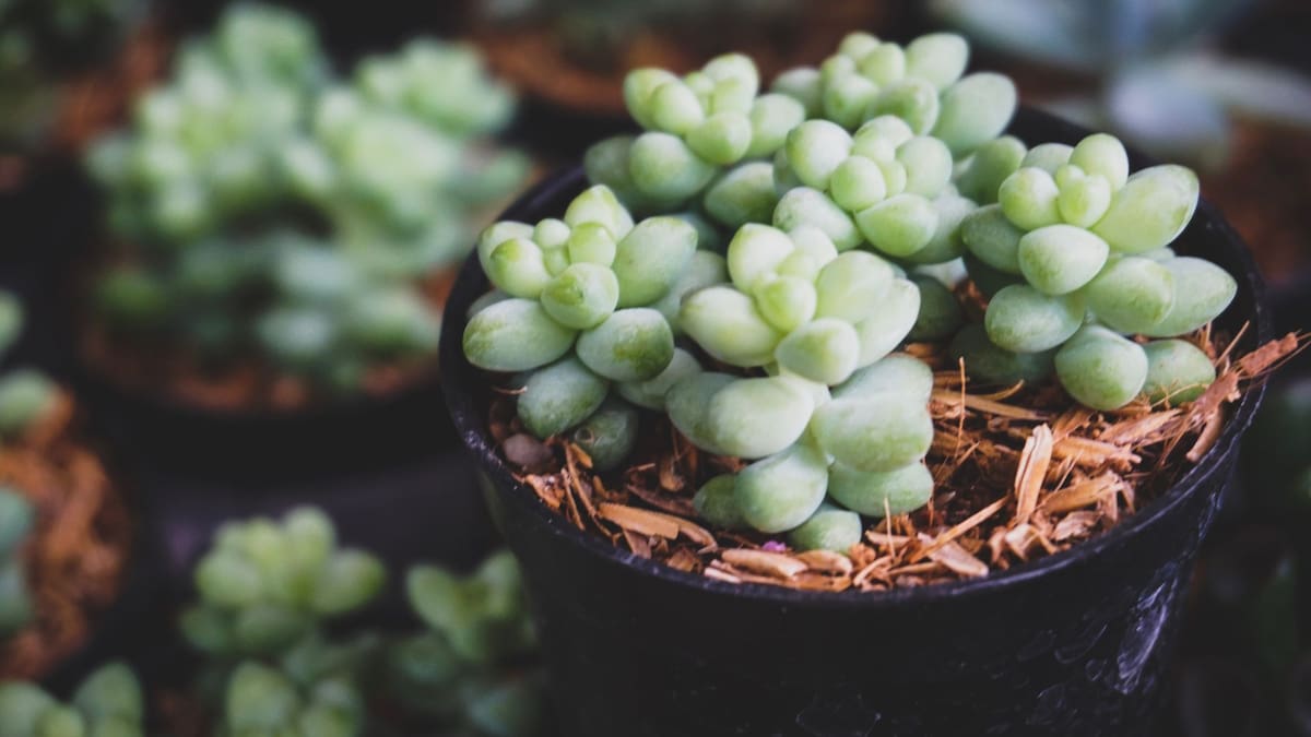 ¿A qué hora es mejor regar las suculentas Consejos de expertos para mantenerlas saludables | Foto: Especial (canva)