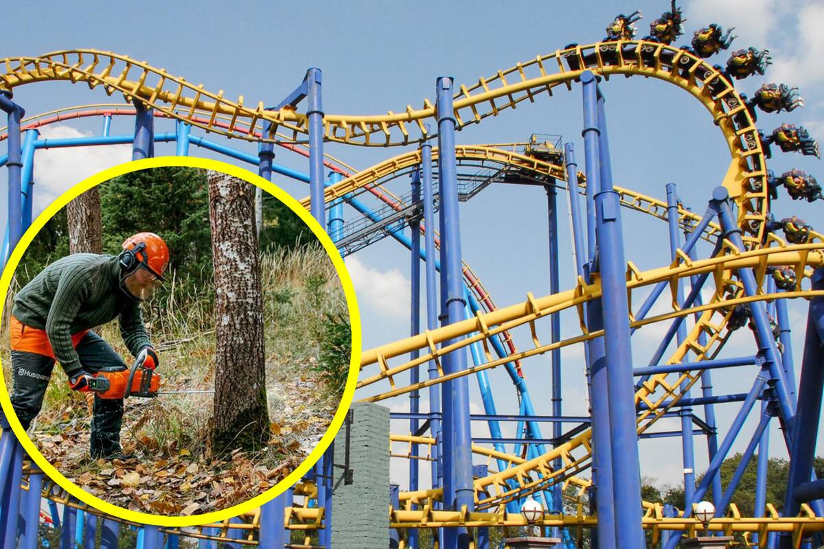 Six Flags planeaba talar 150 árboles para construir nueva montaña rusa; Sedema les negó la autorización