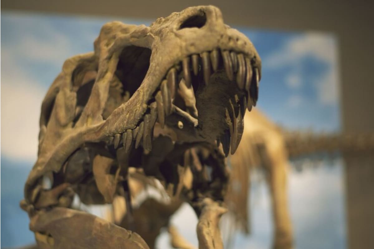 ¿Quiénes son los parientes más cercanos a los dinosaurios?