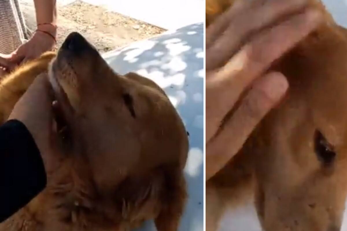 "Pensé que estaba en celo": Descubre que violaron a Lyla, perrita que rescató, y denuncia