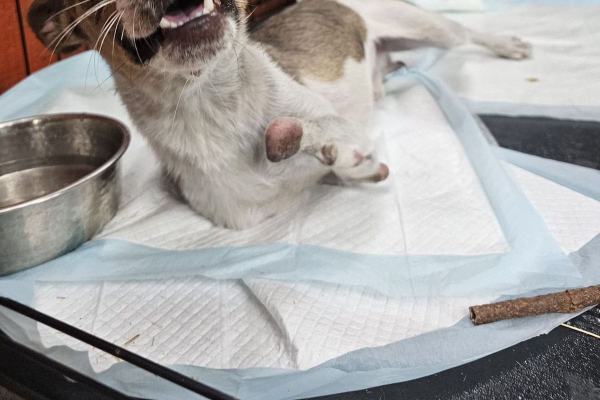 “Cangu” recibirá una nueva oportunidad