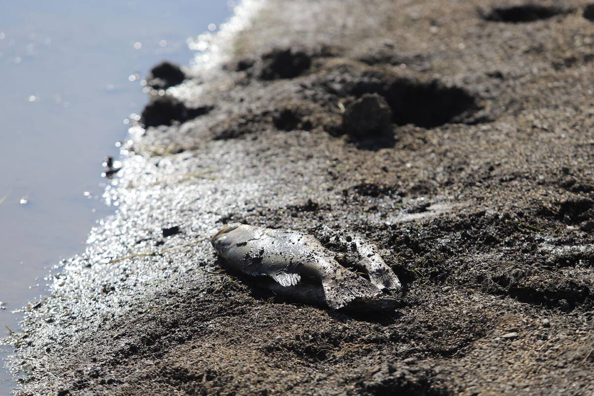 Ambientalistas estudian reciente muerte de peces en Presa Abelardo L.