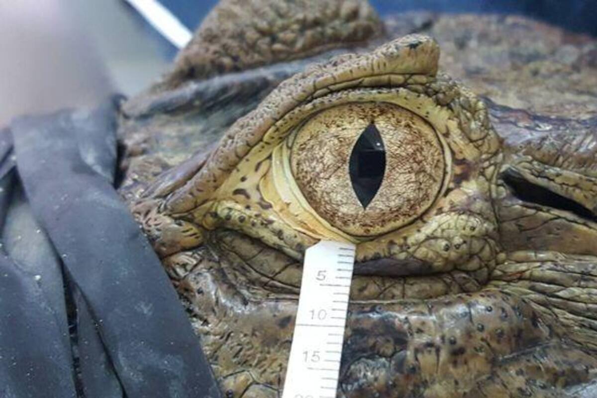 Las lágrimas de aves y reptiles, similares a las de los humanos
