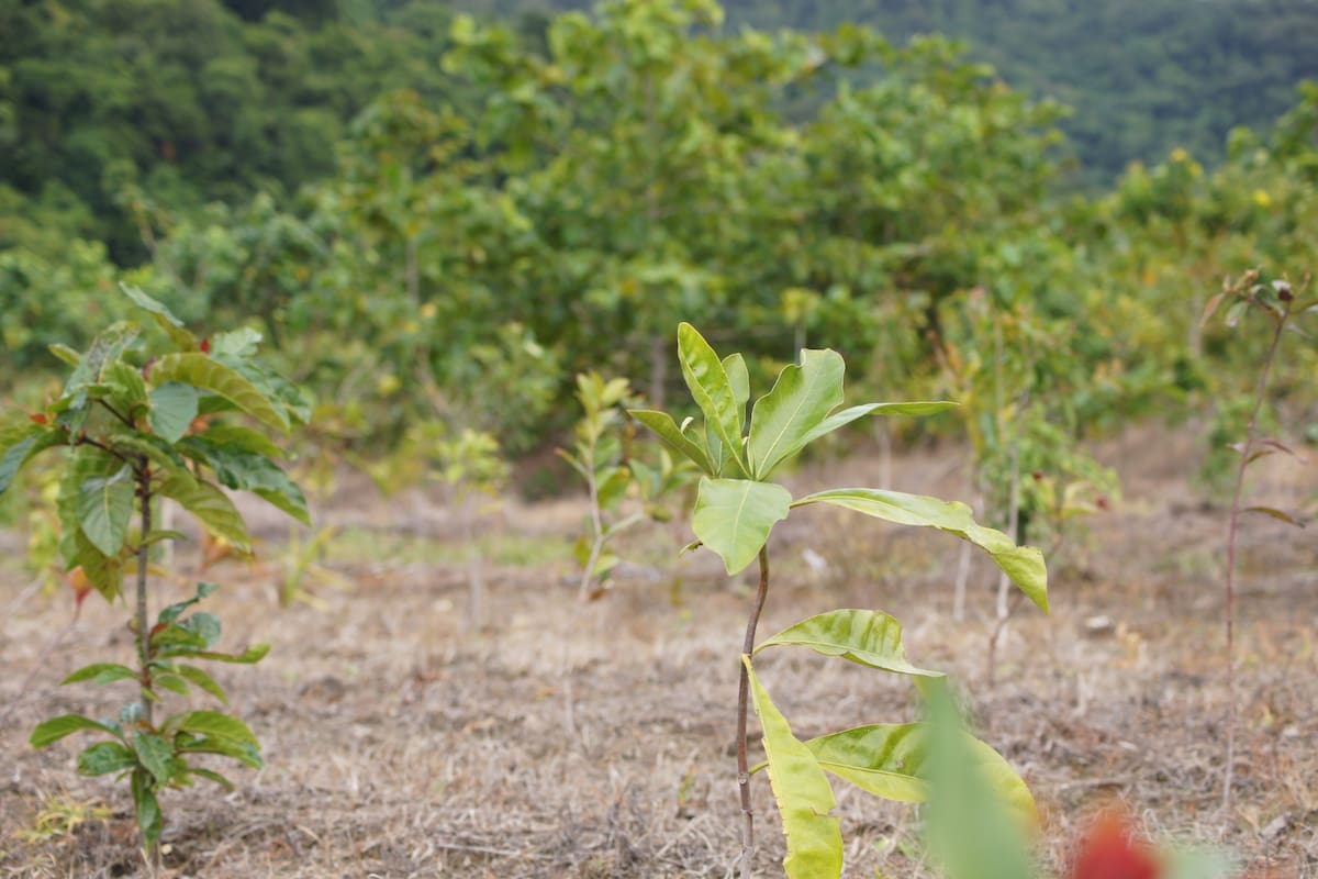 Una mujer compró 18 hectáreas usadas para cultivar caña de azúcar, plantó más de 119 mil árboles y una década después recuperó la selva tropical y el hábitat de especies nativas