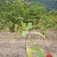 119 mil árboles transforman terreno de caña en Australia