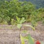 Una mujer compró 18 hectáreas usadas para cultivar caña de azúcar, plantó más de 119 mil árboles y una década después recuperó la selva tropical y el hábitat de especies nativas