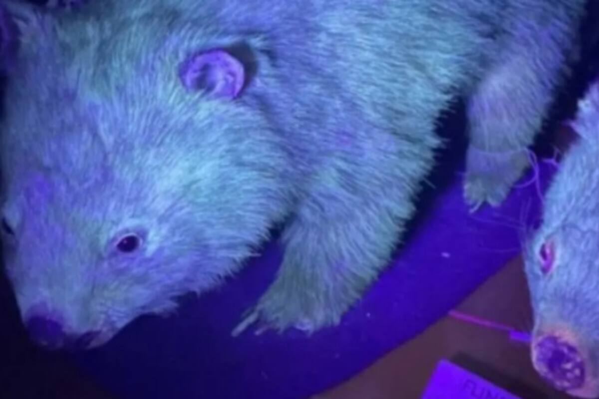 Descubren fluorescencia en varios animales además del ornitorrinco