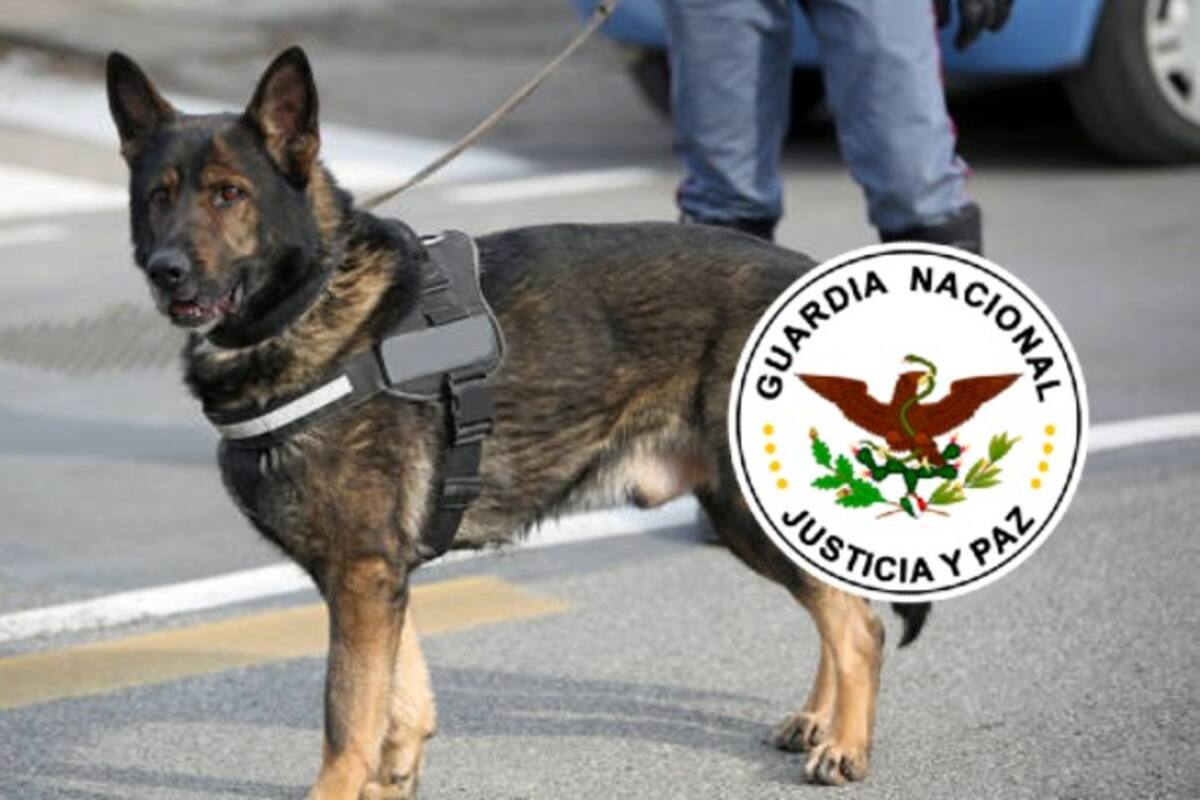Guardia Nacional halla metanfetamina en hamacas artesanales en Culiacán