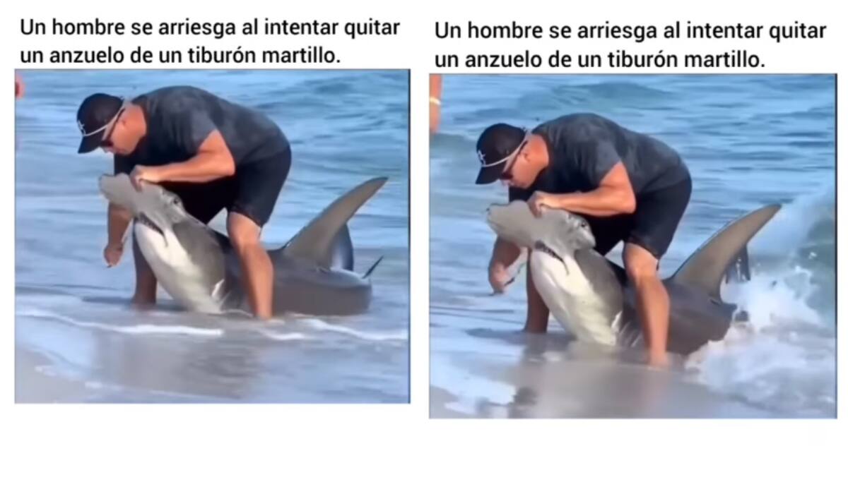 Un acto valiente: se juega la vida al quitarle un anzuelo a un tiburón martillo