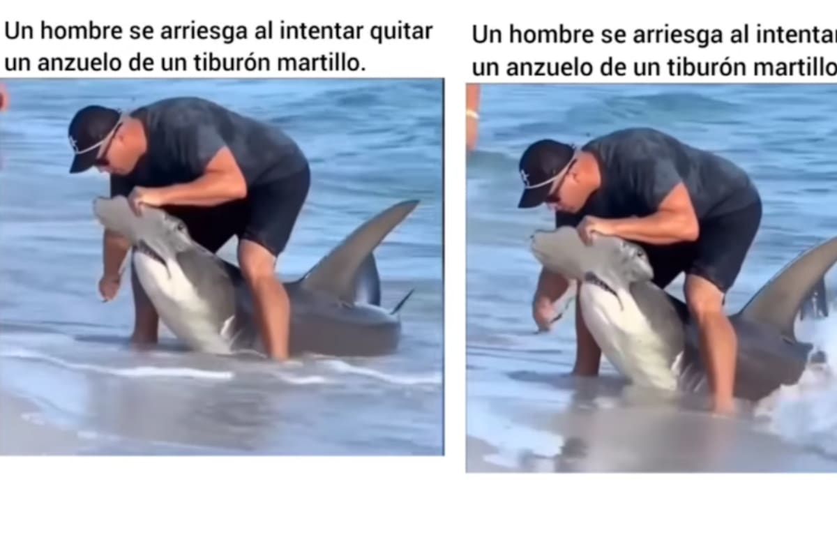 Un acto valiente: se juega la vida al quitarle un anzuelo a un tiburón martillo