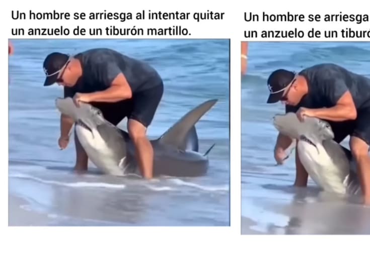 Un acto valiente: se juega la vida al quitarle un anzuelo a un tiburón martillo