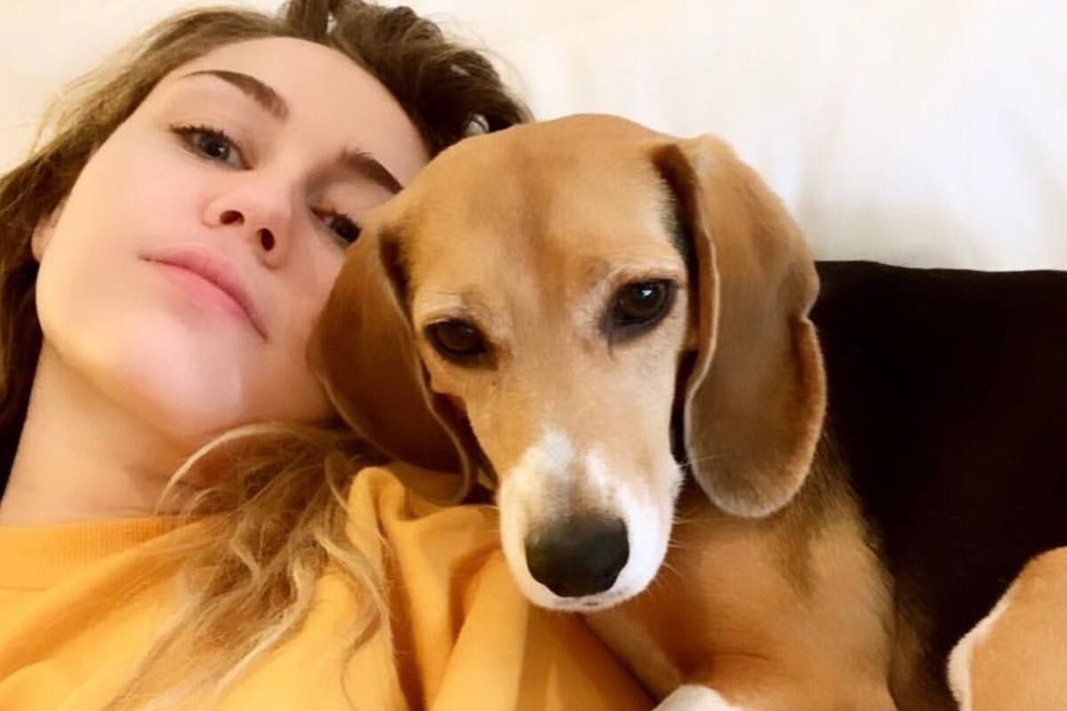Así ocurrió el accidente donde la mascota de Miley Cyrus casi muere