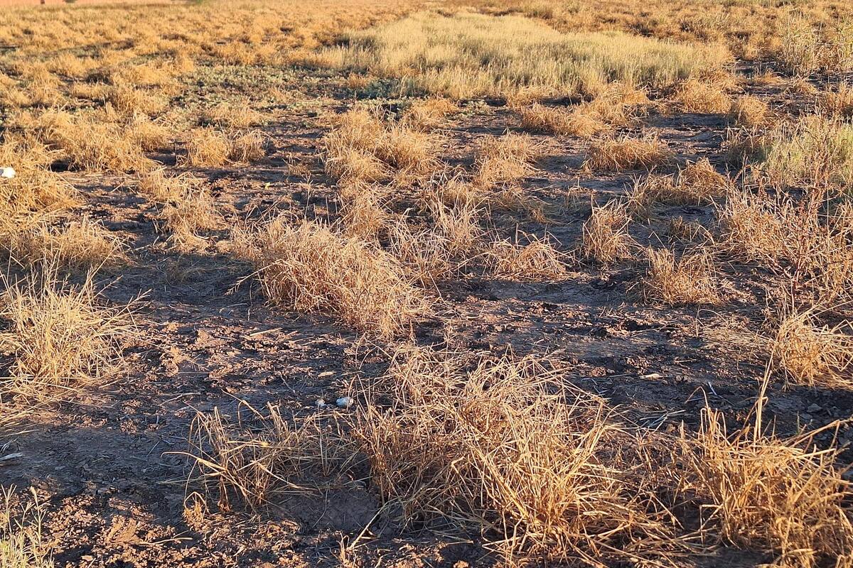 Comienzan rastreos fitosanitarios en el Valle del Yaqui y Mayo