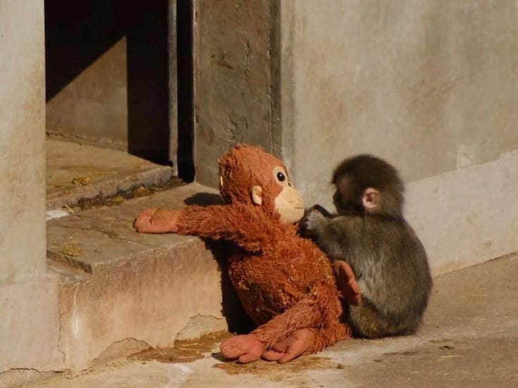 Ofrecen más de 200 mil dólares para comprar a Punch, el monito agredido en un zoológico de Japón que se volvió viral en redes sociales por abrazar un peluche para calmarse