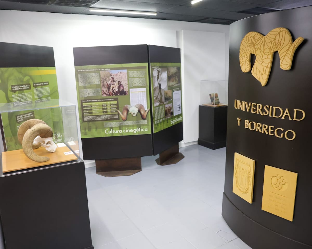 El Museo del Bosque de la Ciudad inauguró una exposición dedicada a este emblemático animal para difundir su historia, biología y conservación. Foto: Javier Gallegos