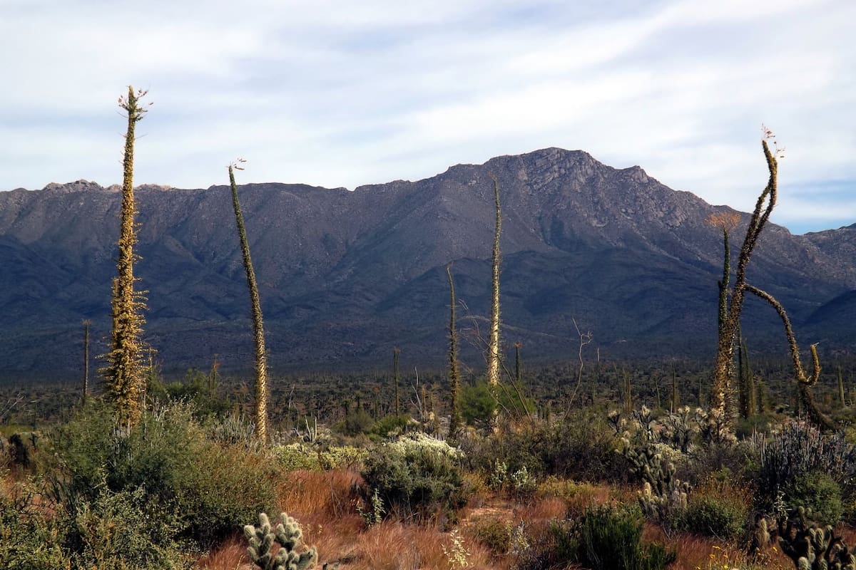 Instalan cámaras trampa para monitorear la fauna del Valle de los Cirios en San Quintín