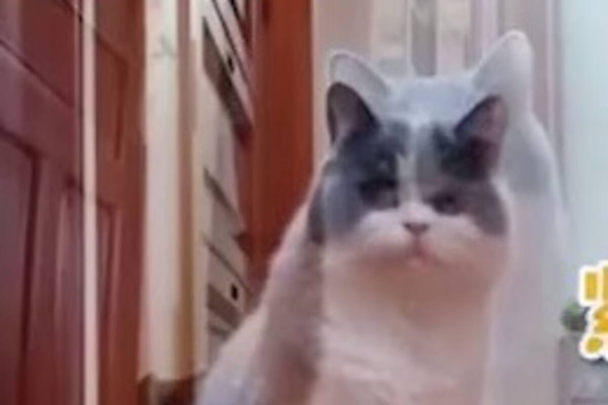 Conmovedora reacción de un gato al no recibir la habitual llamada de su amo