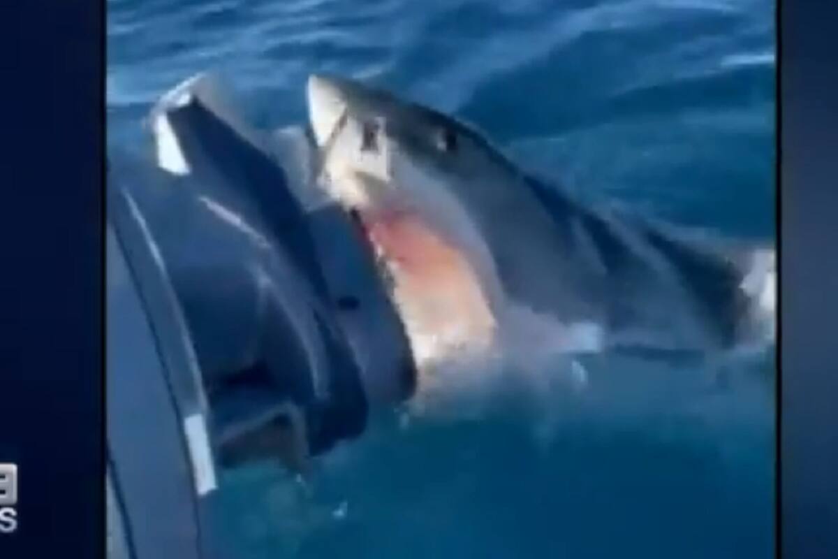 VIRAL: El aterrador momento en que el bote de una familia es atacado por un tiburón