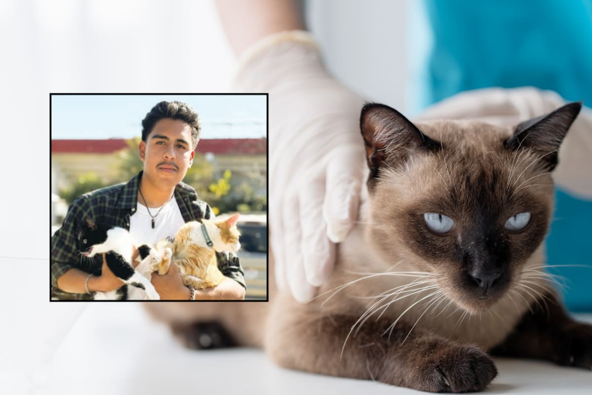 Piden lleva a atender a felinos a instalaciones del CABA