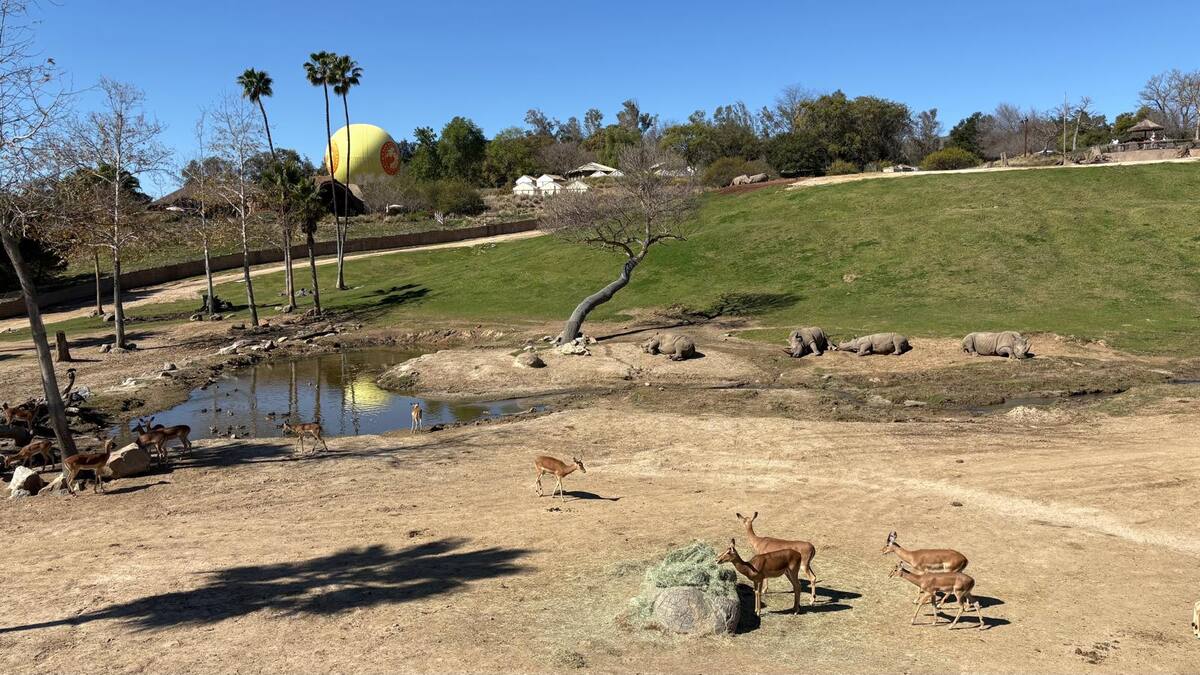 Hay diferentes tipos de excursiones, desde el “Wildlife Safari”, hasta “Wine Wildlife Safari”, y más. Foto: Ana Gómez Salcido