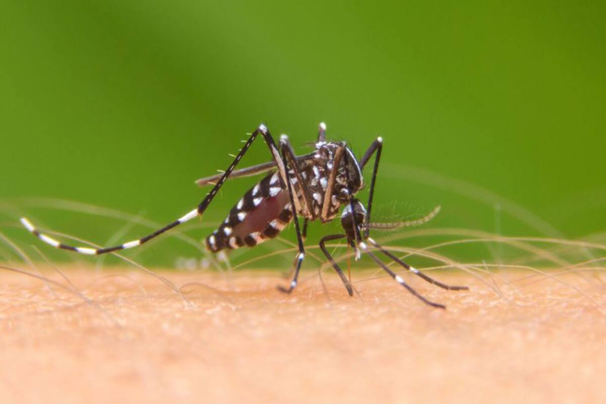 Buscan evitar transmisión de dengue en escuelas