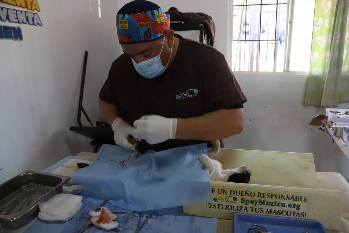 Rechazan iniciativa para tipificar negligencia médica veterinaria