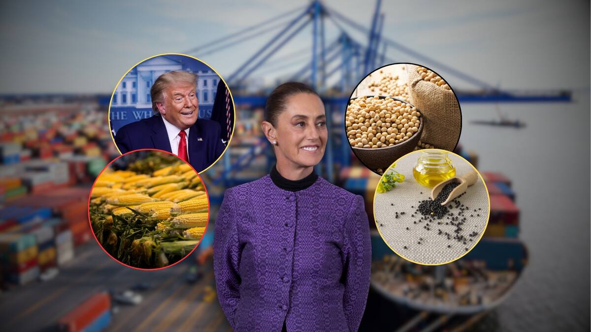 Mientras el gobierno de Sheinbaum rompió récord en importaciones de maíz, soya y canola, analistas advirtieron que hay una mayor dependencia alimentaria de EEUU; exportaciones agropecuarias cayeron más de 10%