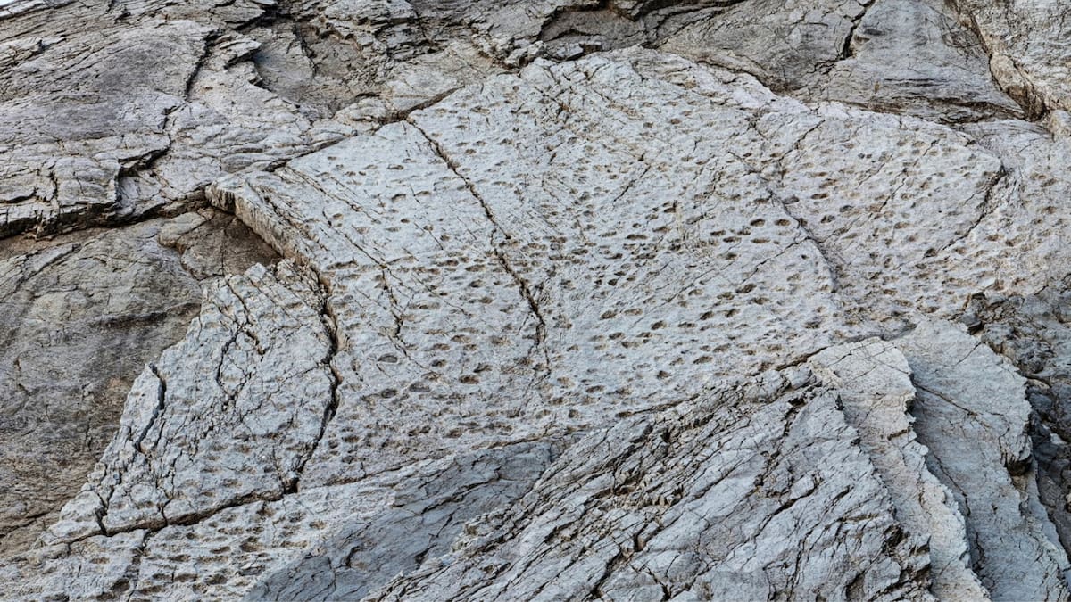 Un fotógrafo descubre decenas de miles de huellas de dinosaurios de hace 210 millones de años en un parque nacional italiano, a pocos kilómetros de la sede de los Juegos Olímpicos de Invierno Milán-Cortina 2026