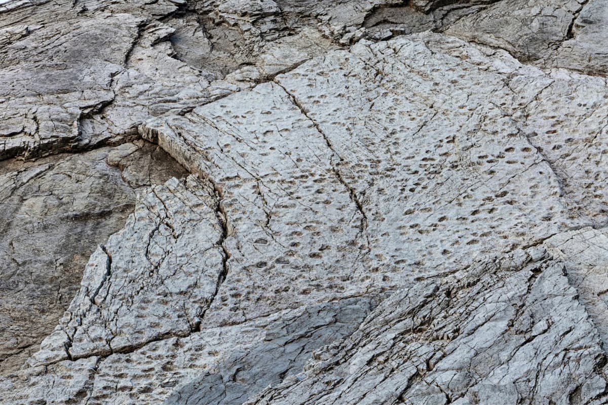 Un fotógrafo descubre decenas de miles de huellas de dinosaurios de hace 210 millones de años en un parque nacional italiano, a pocos kilómetros de la sede de los Juegos Olímpicos de Invierno Milán-Cortina 2026