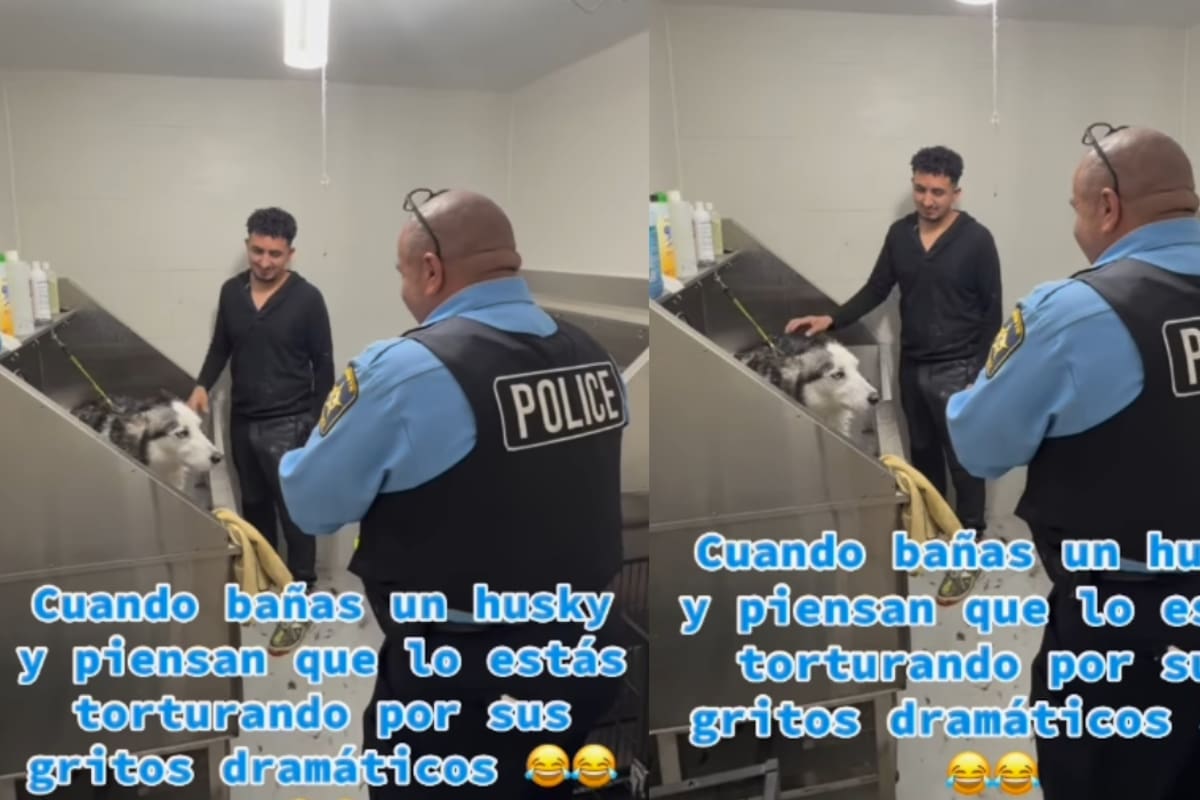 Confunden a un Husky con víctima de tortura: policía llega a veterinaria tras fuertes aullidos durante su baño
