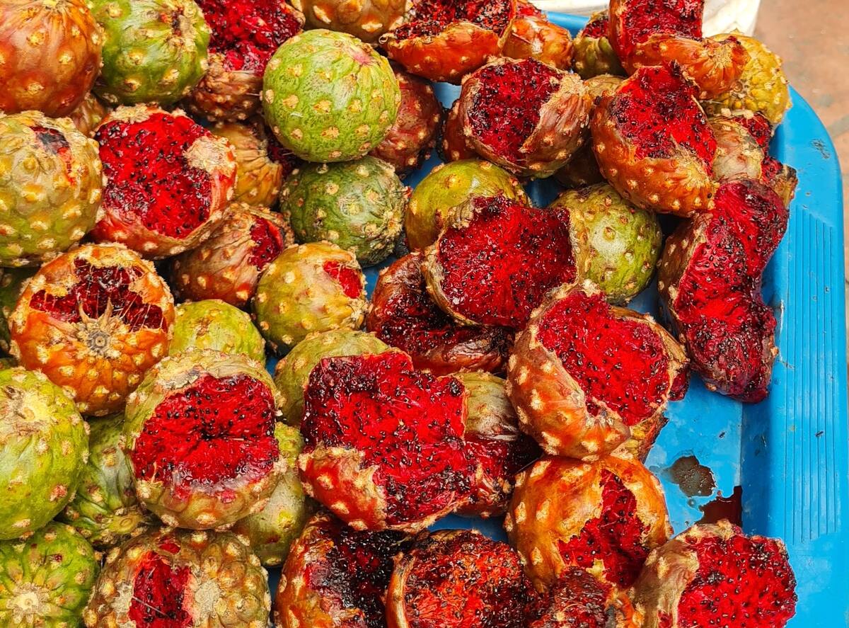 Desde Carbó llegan las pitayas de la temporada a Hermosillo. FOTO: BANCO DIGITAL