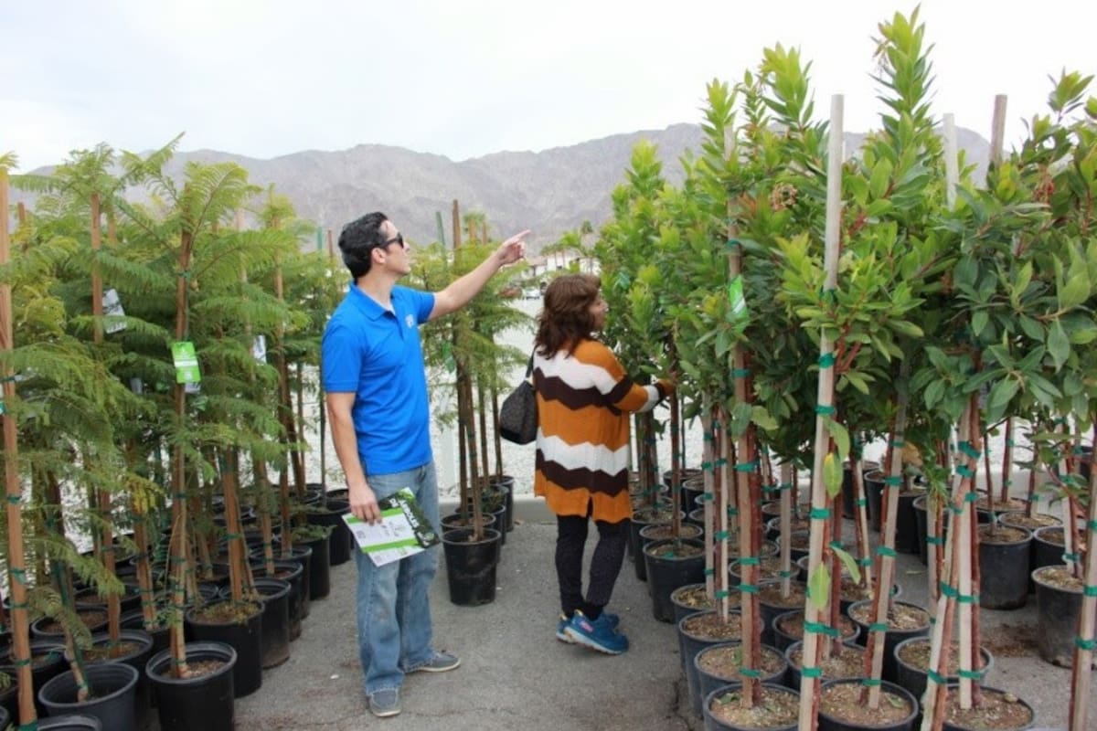 Regalarán más de mil árboles para el valle Imperial