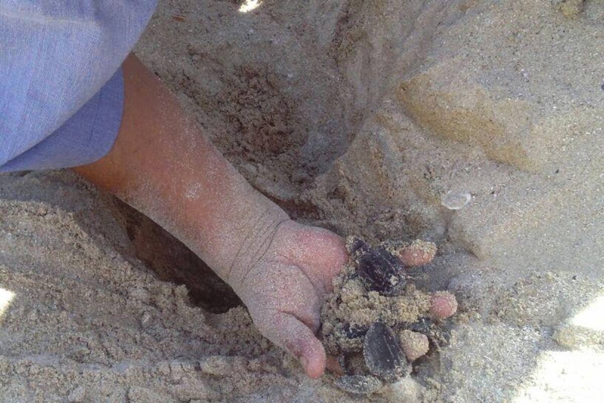 Salen 95 tortugas en busca del mar en San Carlos