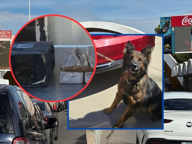 Agente canino K-9 “Roki” frustra dos contrabanados de narcóticos en garitas de Nogales