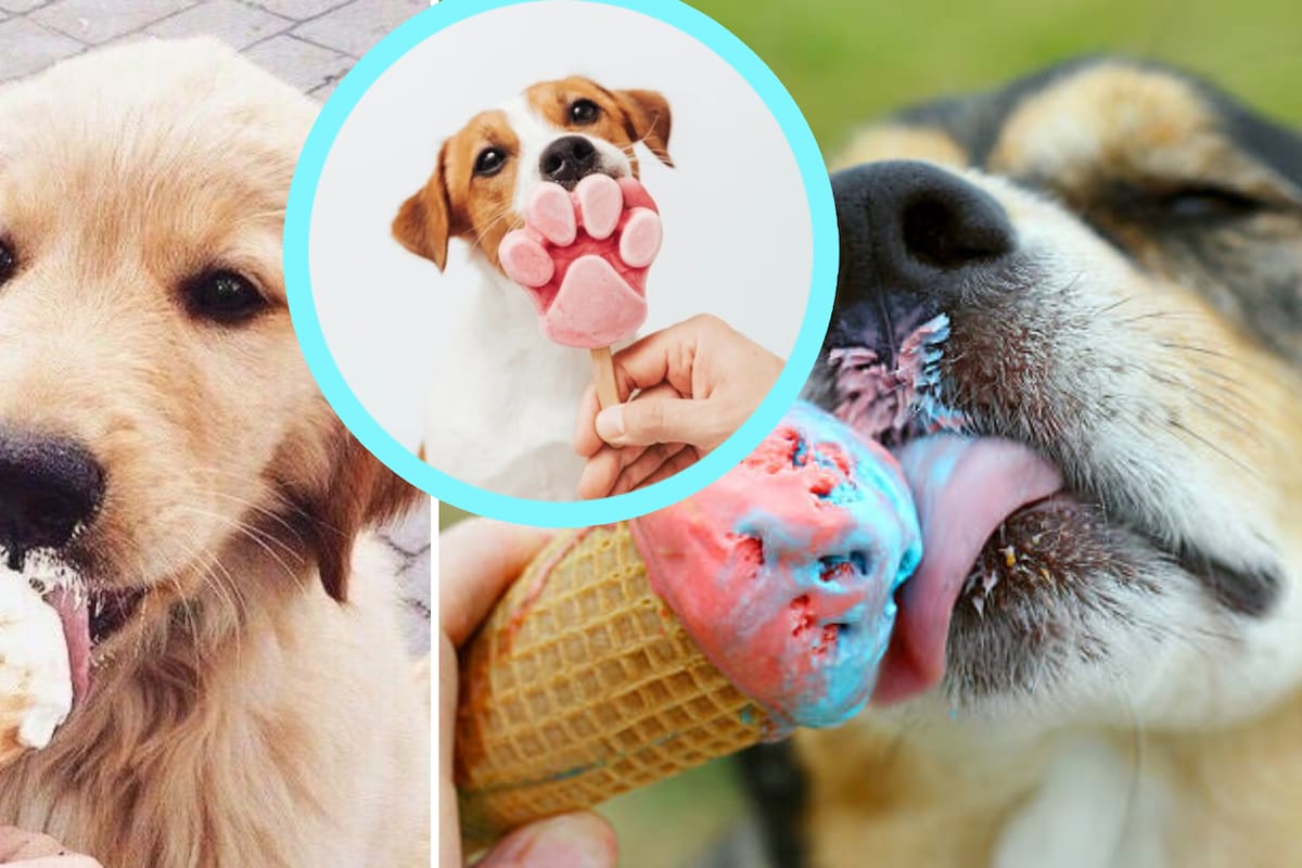 ¿Es seguro que los perros coman helado? Esto dicen los expertos