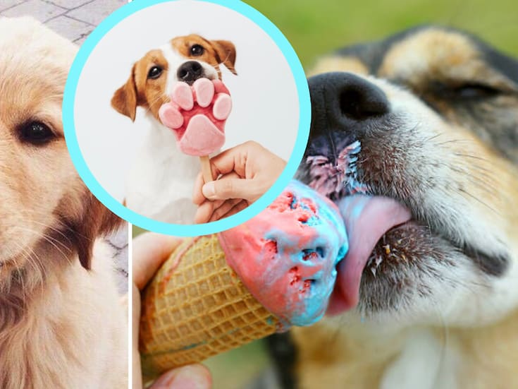 ¿Es seguro que los perros coman helado? Esto dicen los expertos