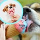¿Es seguro que los perros coman helado? Esto dicen los expertos