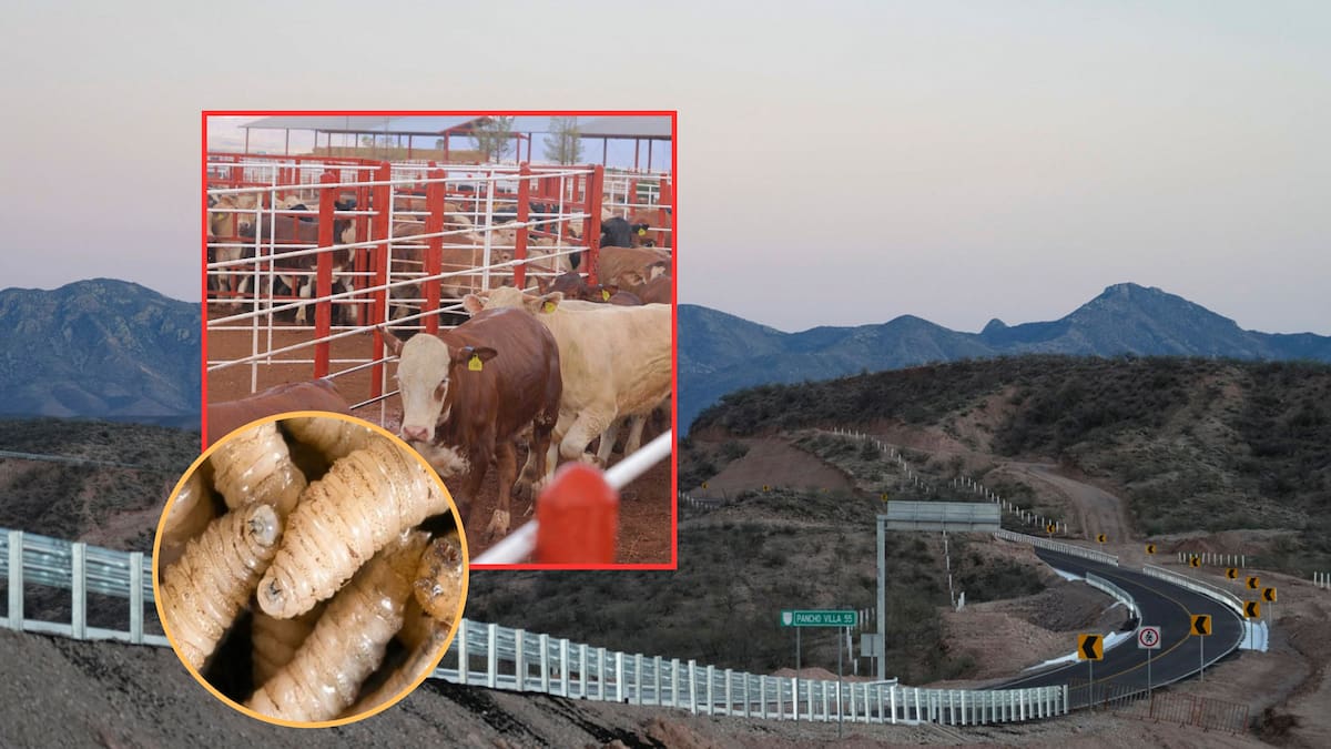 Sonora instalará nuevo punto de inspección contra el gusano barrenador en carretera Nuevo Casas Grandes-Bavispe