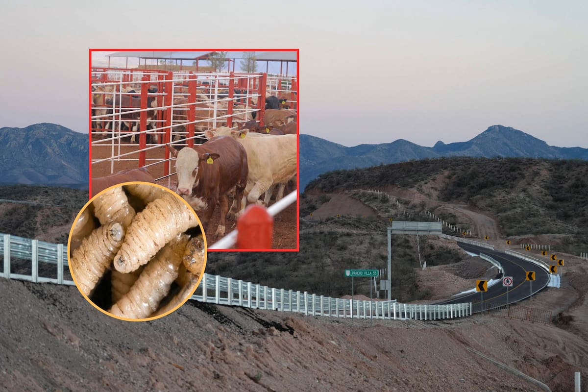 Sonora instalará nuevo punto de inspección contra el gusano barrenador en carretera Nuevo Casas Grandes-Bavispe