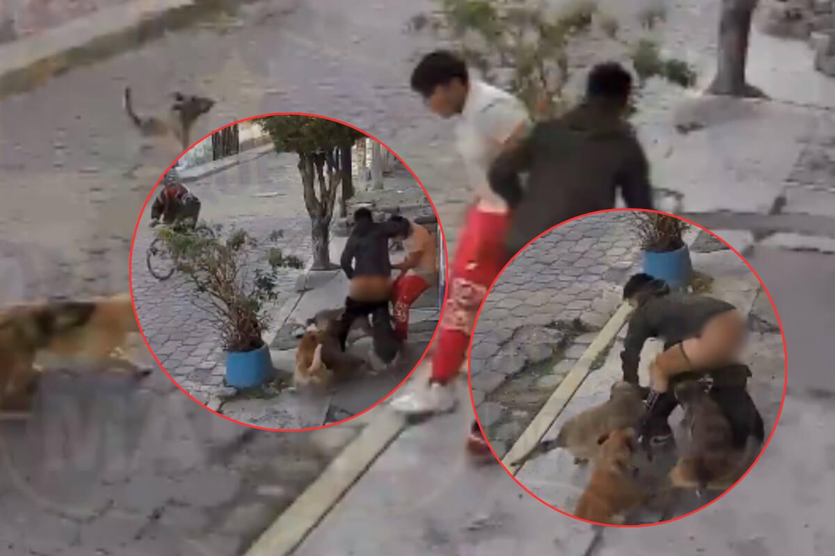 VIDEO: Jauría de perros ataca ferozmente a jóvenes en Metepec; a uno de ellos le arrancan la ropa