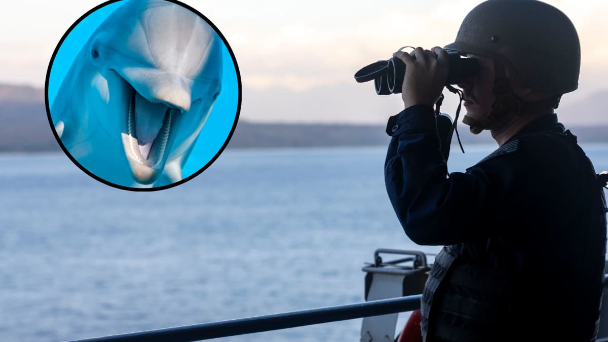 Delfines entrenados por la Marina de EEUU para detectar minas submarinas vuelven al debate tras tensiones con Irán en el estrecho de Ormuz
