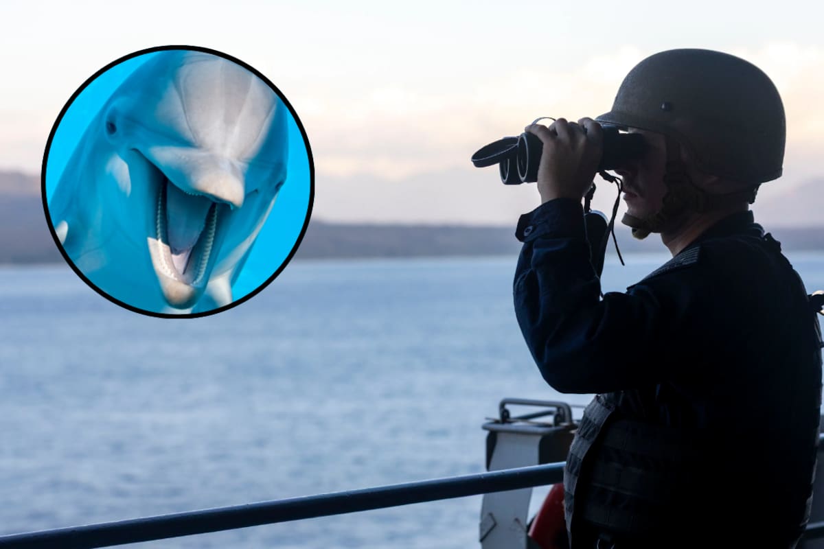 Delfines entrenados por la Marina de EEUU para detectar minas submarinas vuelven al debate tras tensiones con Irán en el estrecho de Ormuz