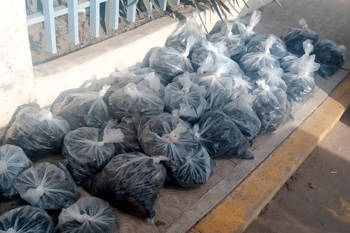 Aseguran en San Felipe casi 3 mil pepinos de mar transportados ilegalmente