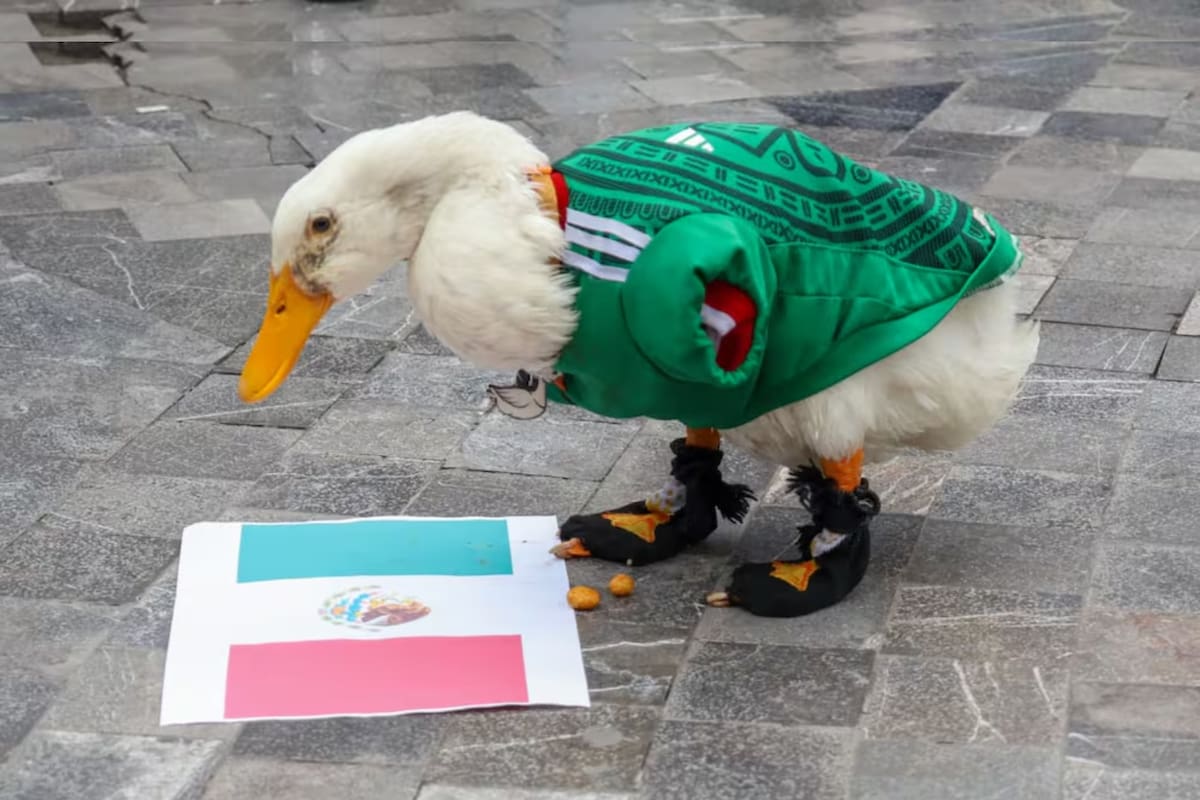 Dos personas solicitaron registrar “El Pato Merlín” como marca ante el IMPI antes de su nombramiento como embajador del Mundial 2026