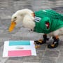 Dos personas solicitaron registrar “El Pato Merlín” como marca ante el IMPI antes de su nombramiento como embajador del Mundial 2026