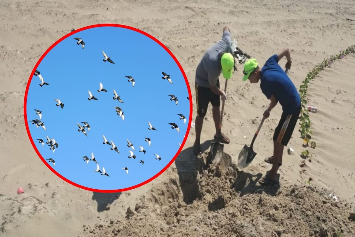 Detectan gripe aviar en gaviotas de Playa Bagdad, Matamoros: 400 aves muertas