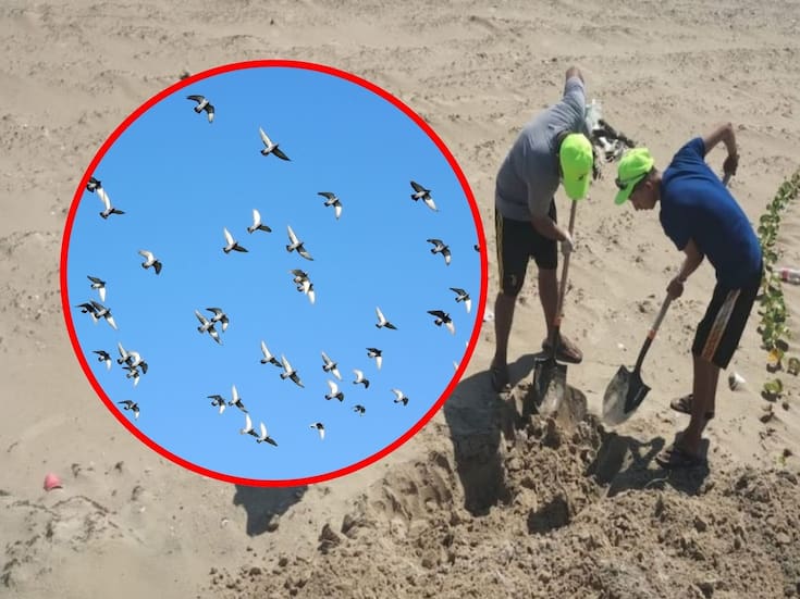 Detectan gripe aviar en gaviotas de Playa Bagdad, Matamoros: 400 aves muertas