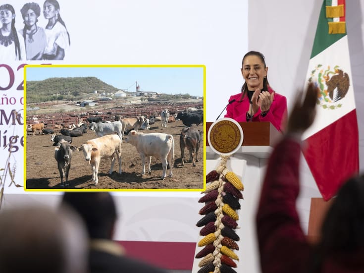 Sheinbaum espera que frontera de EEUU reabra pronto al ganado mexicano: “Se sigue trabajando, hay mucha comunicación”, dice
