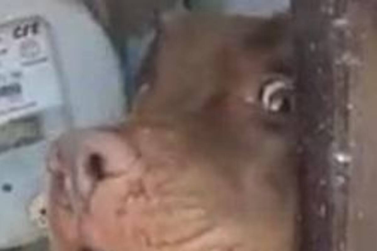 Viral: Perro no deja que tomen lectura para el recibo de luz